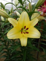 [4166 Outback VWS No02.JPG]